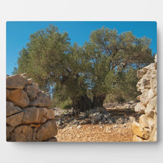 Plaque Photo Jardins d'olivier de Lun (Devant)