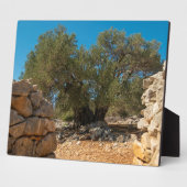 Plaque Photo Jardins d'olivier de Lun (Côté)