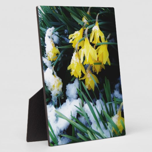 Plaque Photo Jaune Daffodils fleurs dans la neige (Côté)