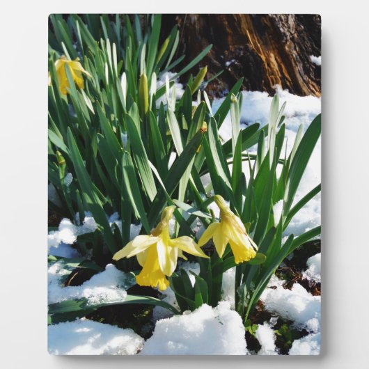 Plaque Photo Jaune Daffodils fleurs dans la neige (Devant)