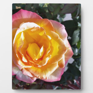 Plaque Photo jaune et rose