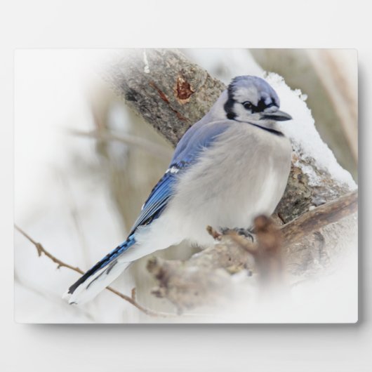 Plaque Photo Jay bleu en hiver (Devant)