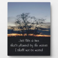Je Ne Dois Pas Être Déplacé Photographie D'Arbre