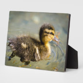 Plaque Photo Jeune bébé canard (Côté)