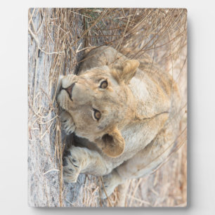 Plaque Photo Jeune lion