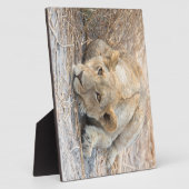 Plaque Photo Jeune lion (Côté)