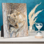 Plaque Photo Jeune lion (Côté)