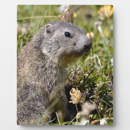 Plaque Photo Jeune marmotte alpine dans l'herbe (Devant)