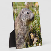 Plaque Photo Jeune marmotte alpine dans l'herbe (Côté)