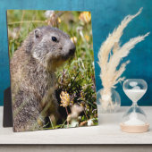 Plaque Photo Jeune marmotte alpine dans l'herbe (Côté)