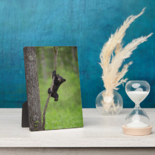 Plaque Photo Jeune ourson noir jouant sur une branche d'arbre