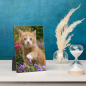 Plaque Photo Joli chaton roux dans un jardin (Côté)