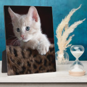 Plaque Photo Joli Kitty look (Côté)