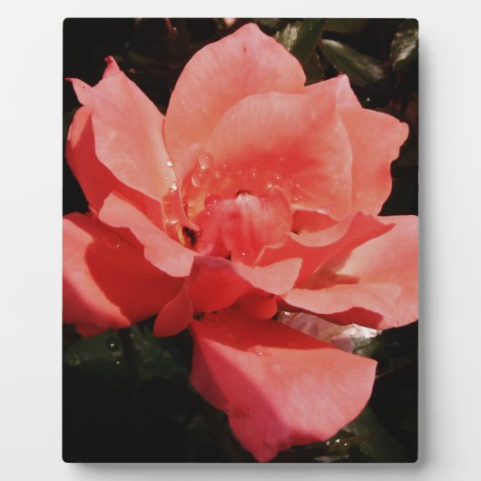 Plaque Photo Joli rose rose Peach floral (Devant)