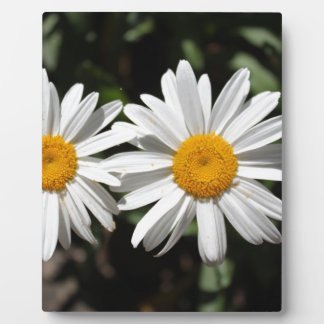 Plaque Photo Jolies fleurs de marguerite blanches pures