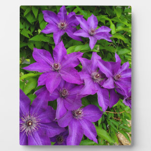 Plaque Photo Jolies fleurs violettes