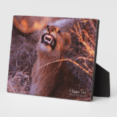 Plaque Photo Joyeux Tau (Côté)