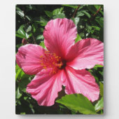 Plaque Photo Ketmie rose foncée (Devant)