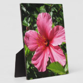 Plaque Photo Ketmie rose foncée (Côté)