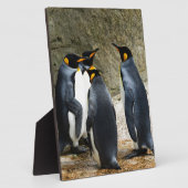 Plaque Photo King Penguin (Côté)