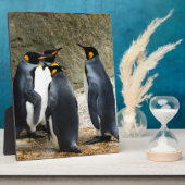 Plaque Photo King Penguin (Côté)