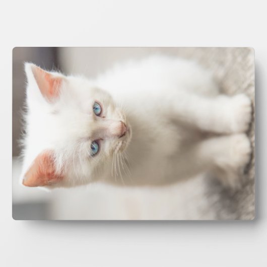 Plaque Photo Kitten blanc (Devant)