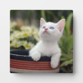 Plaque Photo Kitten blanc turc (Devant)