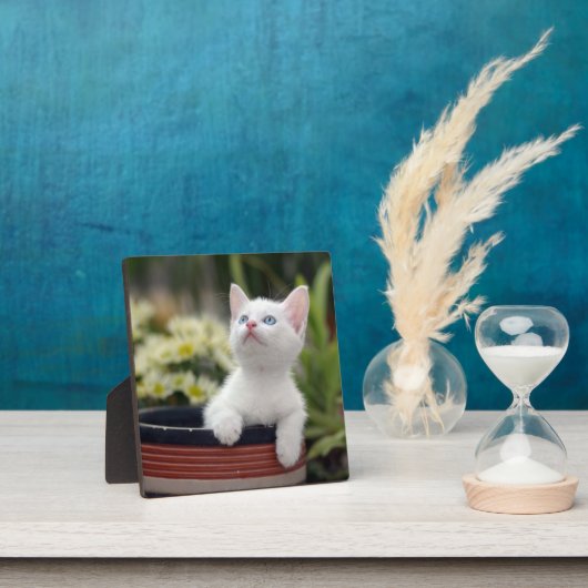 Plaque Photo Kitten blanc turc (Insitu)