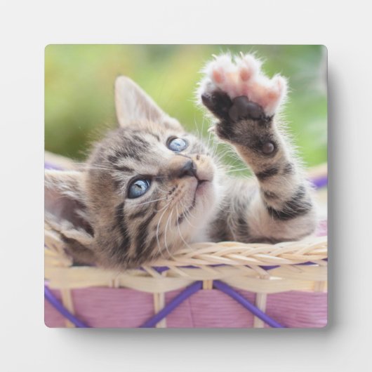Plaque Photo Kitten Dans Un Panier (Devant)