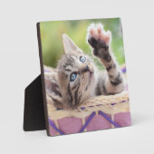 Plaque Photo Kitten Dans Un Panier (Recto)