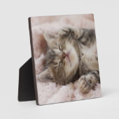 Plaque Photo Kitten endormi (Recto)