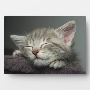 Plaque Photo Kitten endormi
