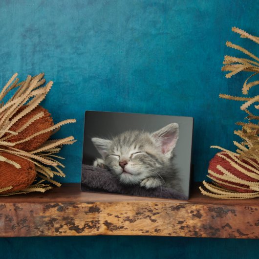 Plaque Photo Kitten endormi (Côté)