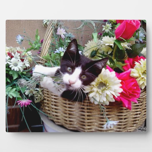 Plaque Photo Kitten in a Basket (Devant)