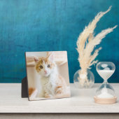 Plaque Photo Kitten orange et blanc (Insitu)