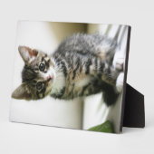 Plaque Photo Kitten Stare (Côté)
