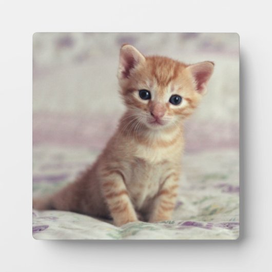 Plaque Photo Kitten Tiny Ginger (Devant)