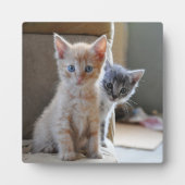 Plaque Photo Kittens de Curious (Devant)