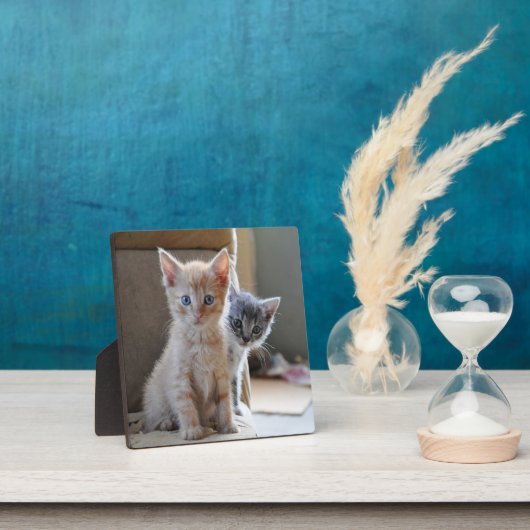 Plaque Photo Kittens de Curious (Insitu)