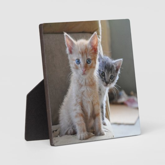Plaque Photo Kittens de Curious (Recto)