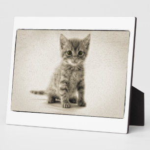 Plaque Photo Kitty tigré