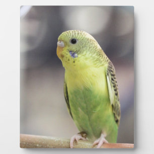 Plaque Photo Kiwi Burbell