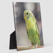 Plaque Photo Kiwi Burbell (Côté)