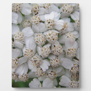 Plaque Photo Kleine weisse Wildblüten