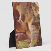 Plaque Photo Koala Bear Love (Côté)