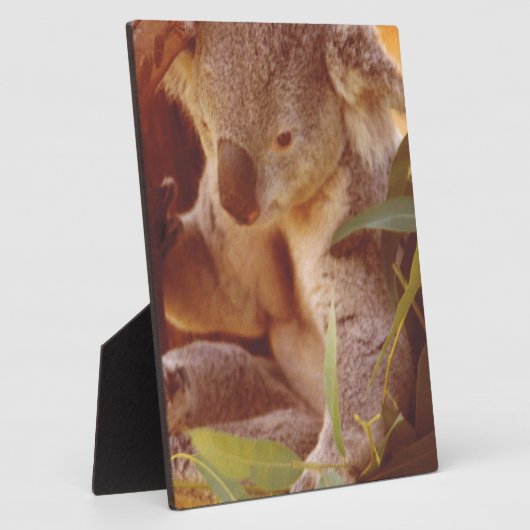 Plaque Photo Koala Bear Love (Côté)