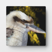 Plaque Photo Kookaburra, aile bleue australienne, (Devant)