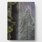 Plaque Photo La brume neigeuse dans la forêt (Devant)