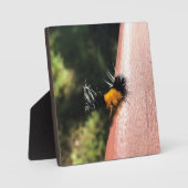 Plaque Photo La Chaudière dansante (Recto)