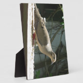 Plaque Photo La colombe en deuil (Côté)